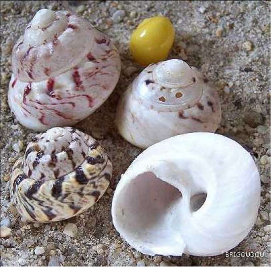 Gibbule mage - 2.jpg