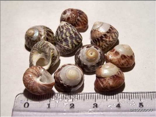 Gibbule pennanti.JPG