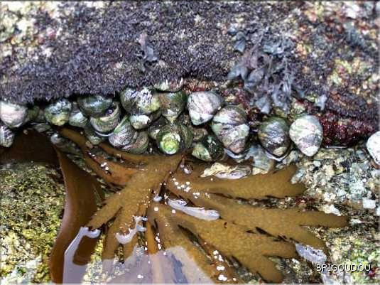 Gibbule &eacute;paisse - 2.JPG