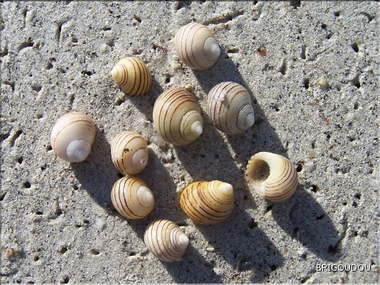 Littorina littorea nigrolineata.jpg