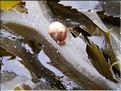 Littorine obtuse.jpg