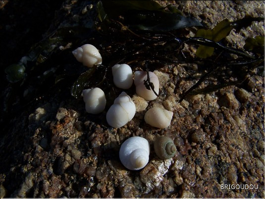 Littorines des rochers - Littorina saxatilis.jpg