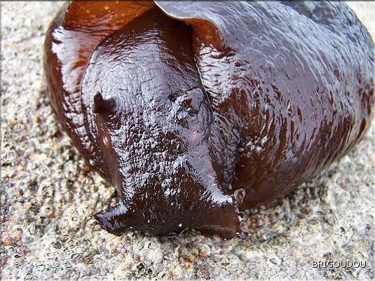 Li&egrave;vre de mer_Aplysie - 2.jpg