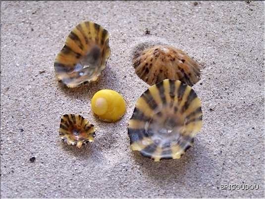 Patelle interm&eacute;diaire.jpg