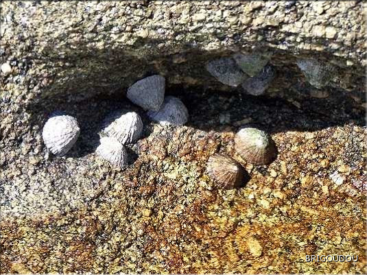 Patelle rugueuse - 1.JPG