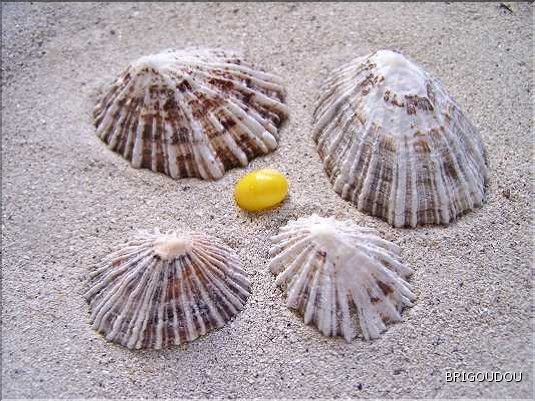 Patelle rugueuse - 2.jpg