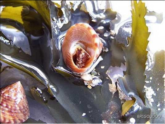 Troque  Calliostome -1.jpg