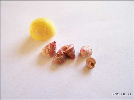 Troque - Jujubinus exasperatus.jpg