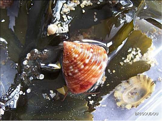 Troque Calliostome_-2.jpg