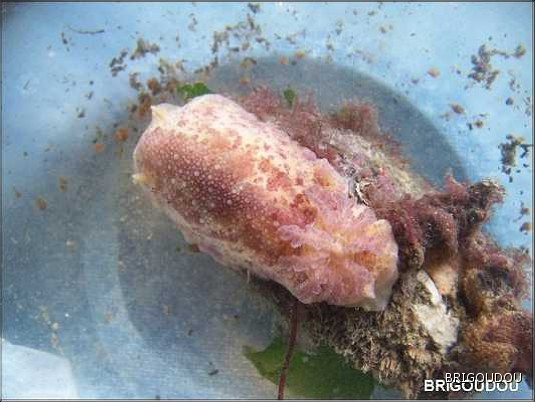 Doris_Jorunna tomatosa