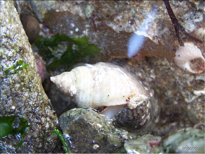 Nucelle d&eacute;vorant une gibbule