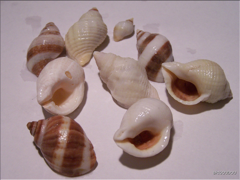 Nucelles ou Pourpres