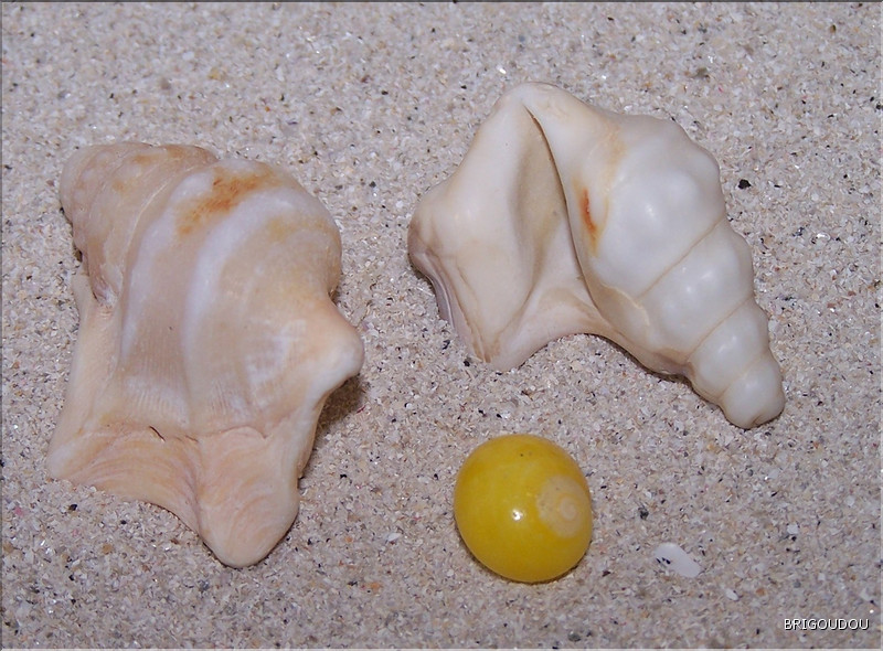 Pieds de P&eacute;lican