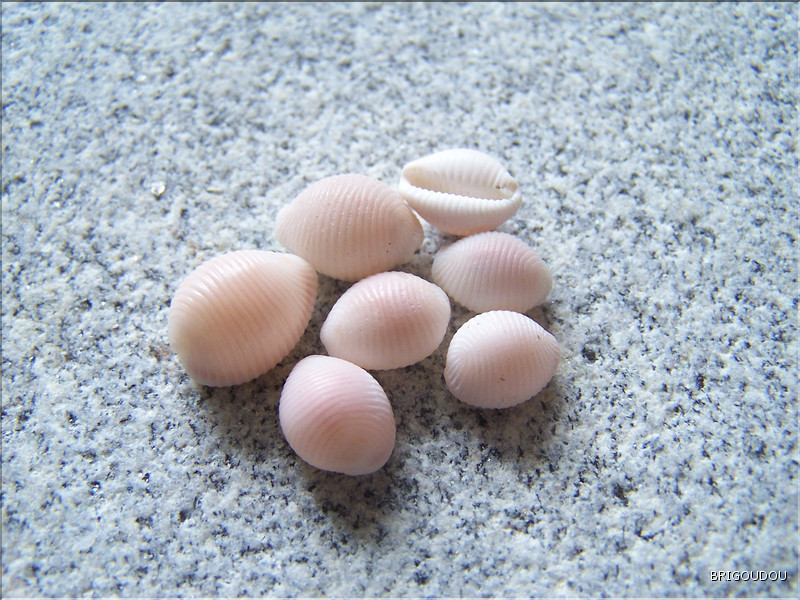 Porcelaine - Trivia artica