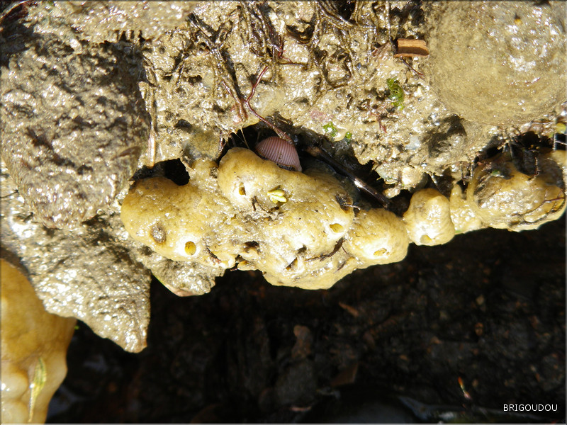 Porcelaine bien &agrave; l'abri