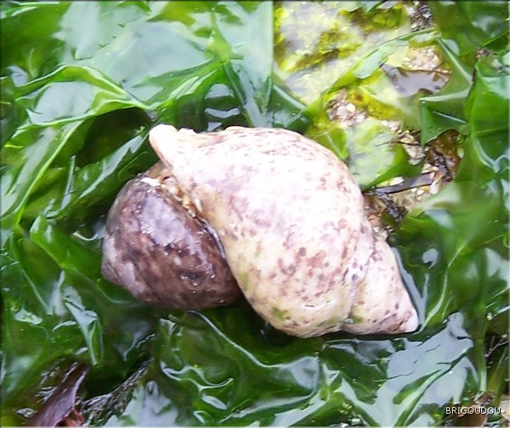 Pourpre d&eacute;vorant une gibbule 2