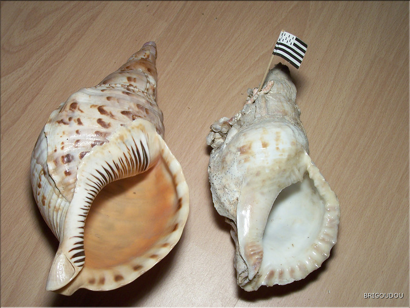 Tritons  Pacifique et Manche