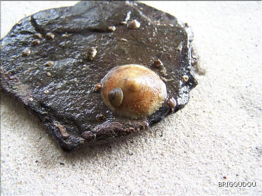 Calyptr&eacute;e - Chapeau chinois - 1