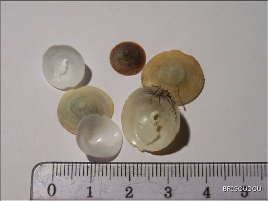 Calyptr&eacute;e ou chapeaux chinois