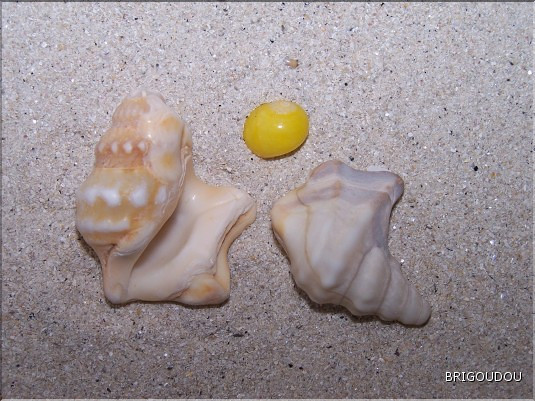 Pied de p&eacute;lican 