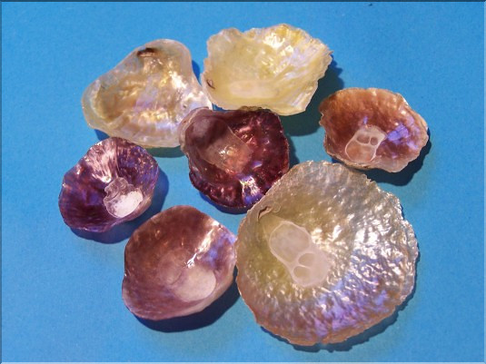 Anomies ou p&eacute;tales de rose