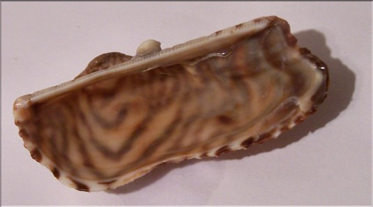 Arche de No&eacute; - 1