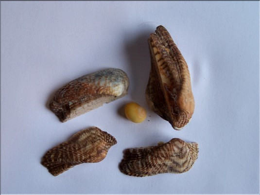 Arches de No&eacute; - 2 