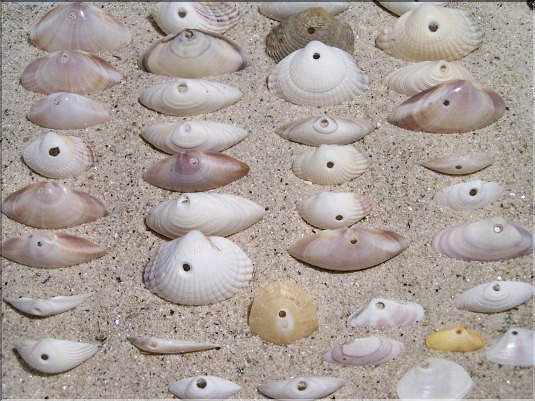 Bivalves d&eacute;vor&eacute;s par les natices