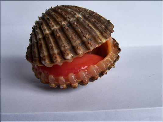 Bucarde tubercul&eacute;e ou langue rouge