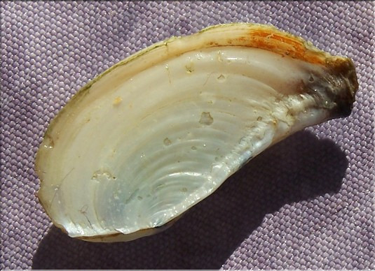 Chapeau de pandore - 1