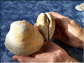 Clams