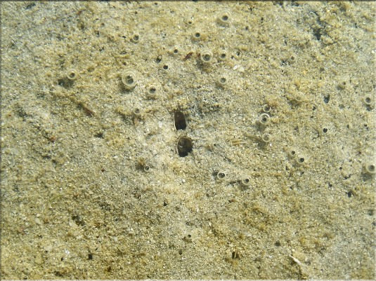 Coque - deux siphons