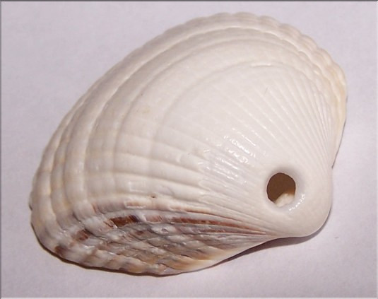 Coque - d&eacute;vor&eacute;e par une natice.JPQ