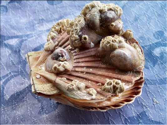 Coquille St Jacques -balanes et cr&eacute;pidules