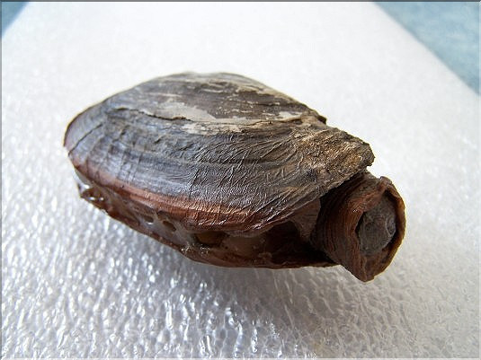 Couillou  (Kouilho&uacute; kezeg)