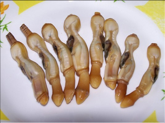 Couteaux ou solens d&eacute;cortiqu&eacute;s