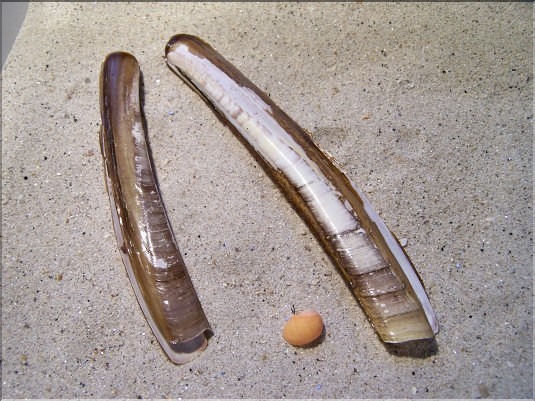 Couteaux sabre et arqu&eacute;