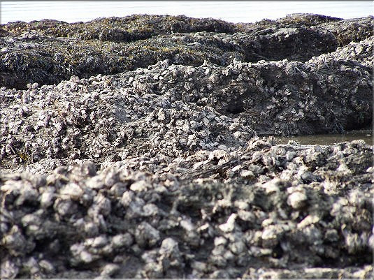 Hu&icirc;tres - Porsguen 2009