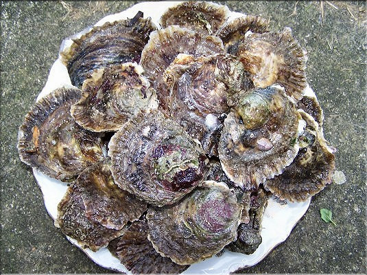 Hu&icirc;tres plates - Belon