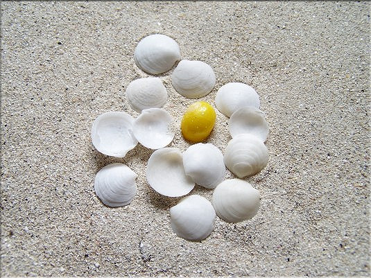 Lucinella divaritaca 