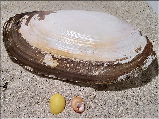 Lutraire - grande lutraire