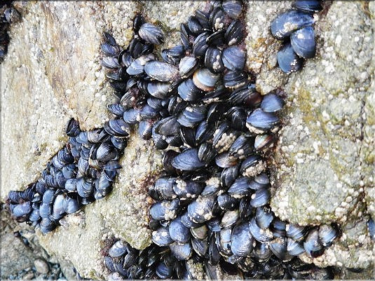 Moules - banc de moules sauvages