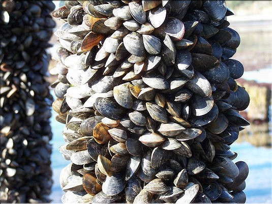 Moules - mytiliculture - 1