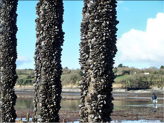 Moules - mytiliculture - 2