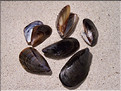 Moules communes