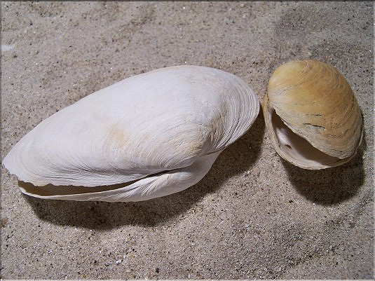 Mye ou bec de jar  - 2