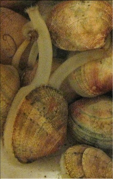 Palourde crois&eacute;e - 1