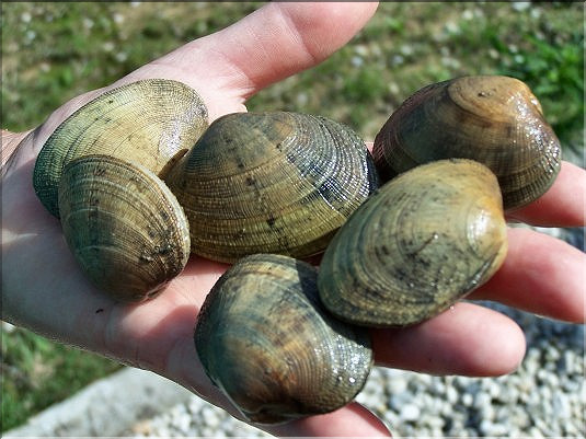 Palourde crois&eacute;e - 2