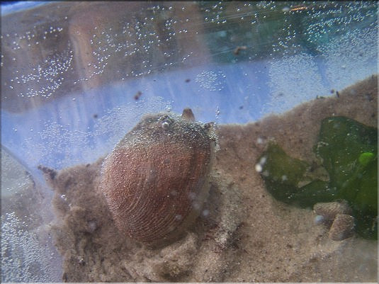 Palourde japonaise - 1