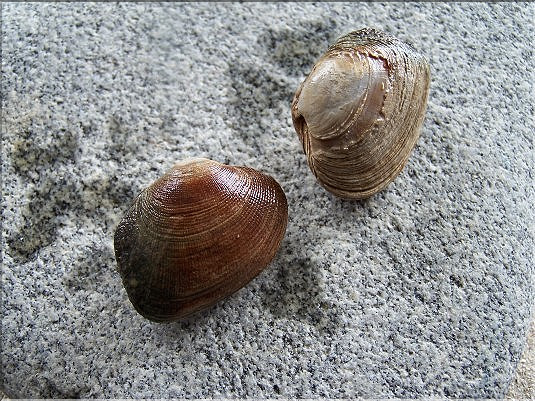 Palourdes -Venerupis saxatilis